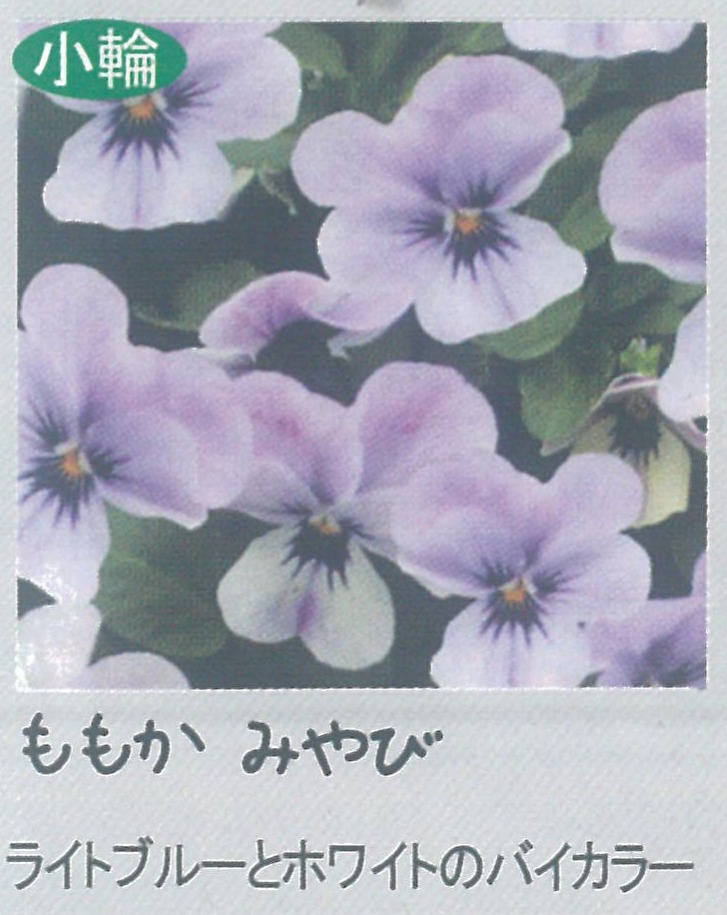 【先行予約商品】【産直】【送料1/2】ビオラ　ももかみやび　3.5号24入